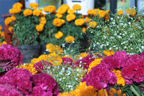 Colorful Garden Beds