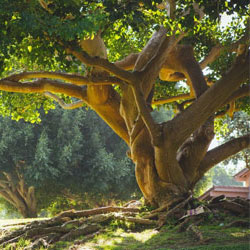 Tree Care